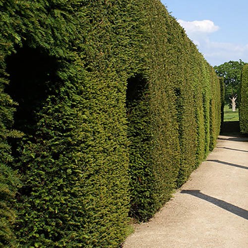 Hedge Cutter's 